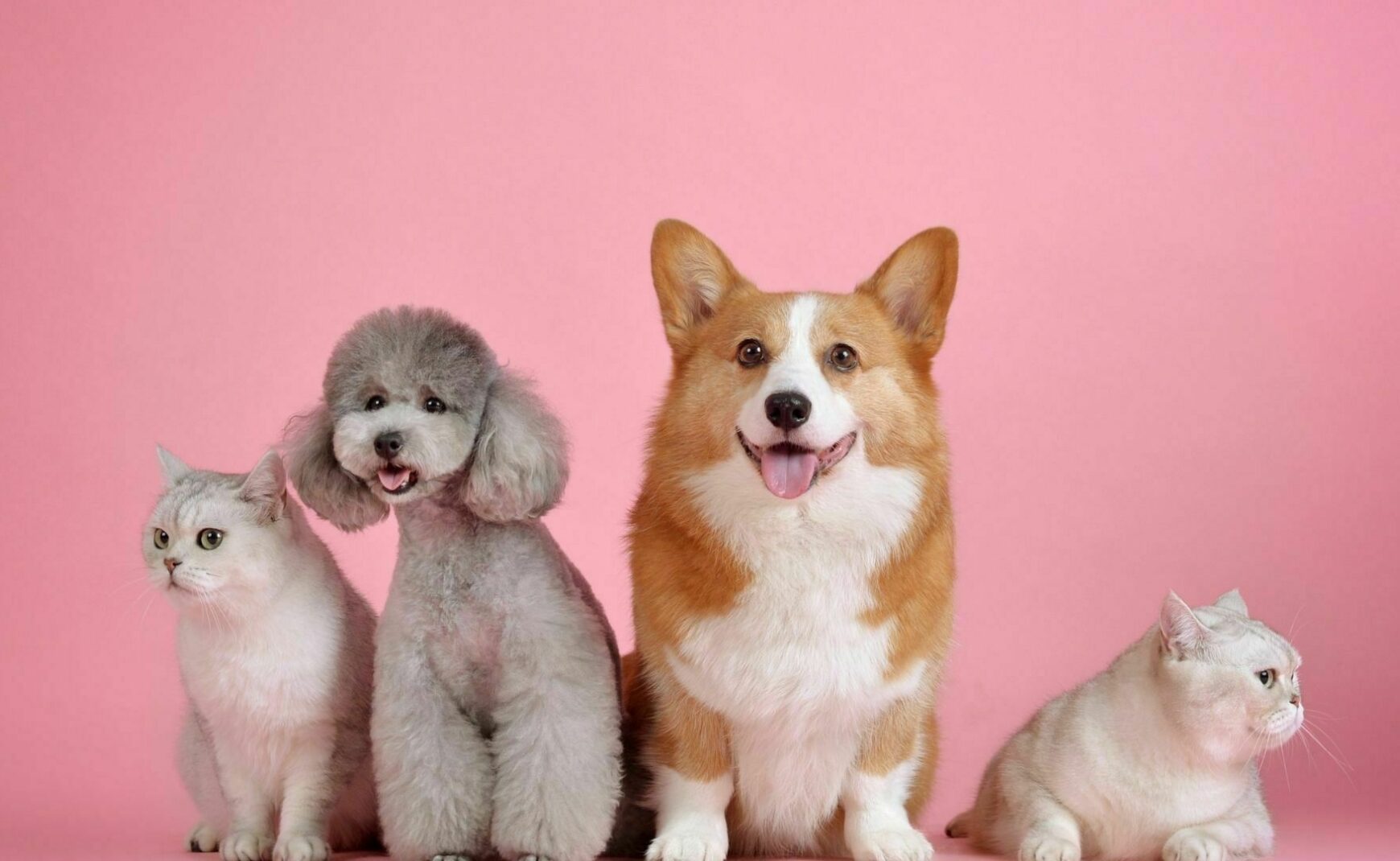 Pets